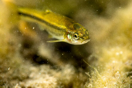 Ash Meadows Speckled Dace-2 photo