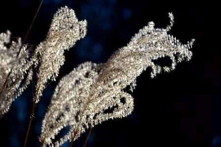 Branch daylight flora