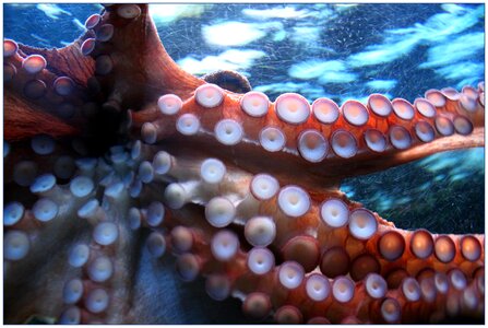 Squid animal animals