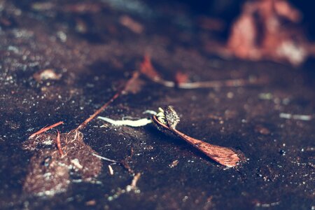 Coast ground leaf