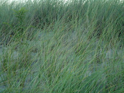 Beach Grass photo