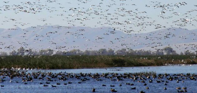 Aquatic Bird water photo