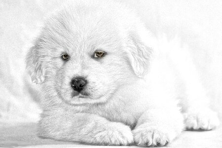 Pet animal canine