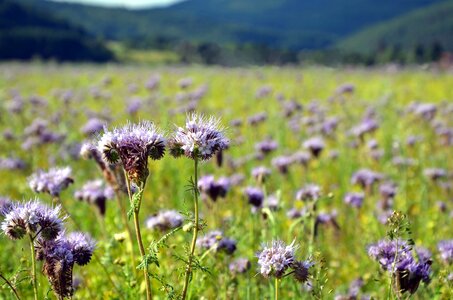 Field flower meadow