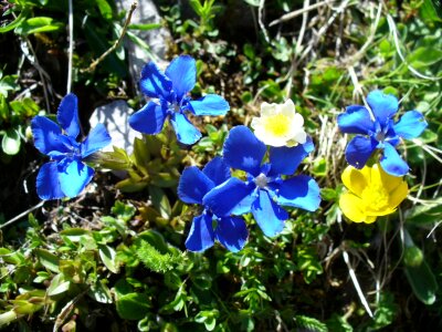 Flowers blue spring gentian photo