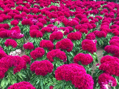 Red Chrysanthemums flowers at Botanic Garden