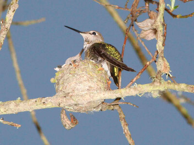 Anna's Hummingbird and young at nest photo