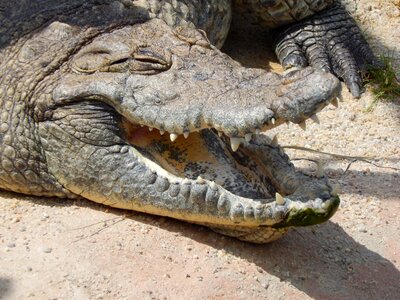 Crocodile animal teeth