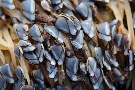 Pelagic barnacles 