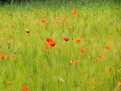 Agriculture beautiful flowers biology