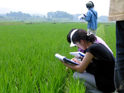 Ch rice paddies hong seong photo