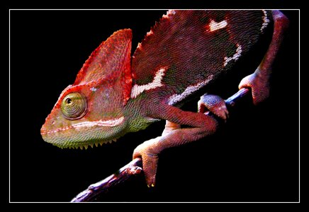 Chameleon creature lizard