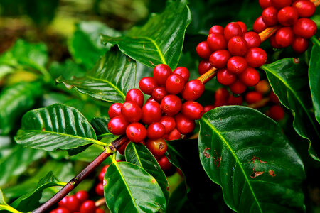 Red Coffee Beans ready for harvest photo