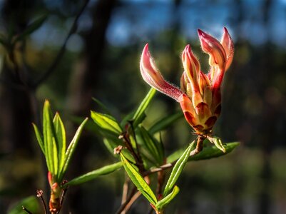 Pink azalea wildflower spring
