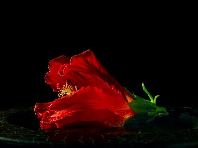 Blossom hibiscus plant