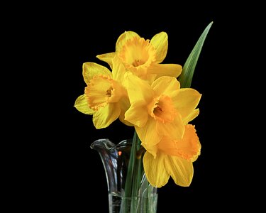 Narcissus jonquil yellow blossom photo