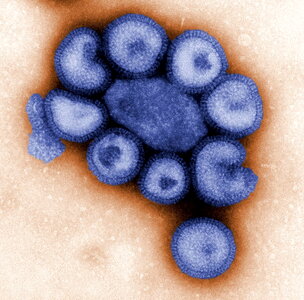 Influenza organism single photo