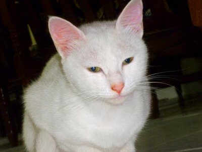 Cat nose snow pet