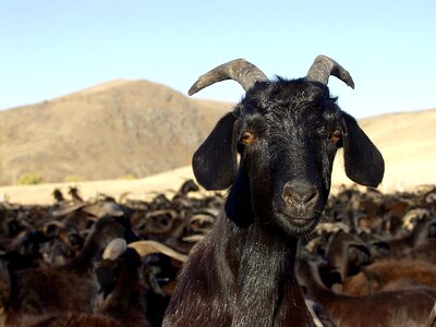 Goat animals nature