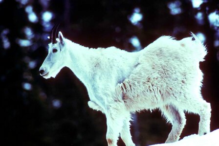 Animal goat mountain photo