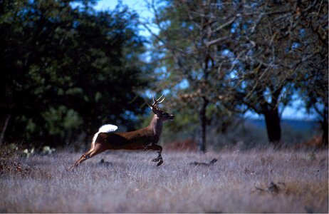 Brown mammal forest photo