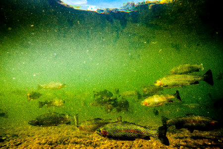 Rainbow trout in hatchery pond photo