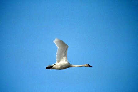 Cygnus Columbianus flight mute swan