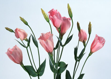 Pink Colored Tulip photo