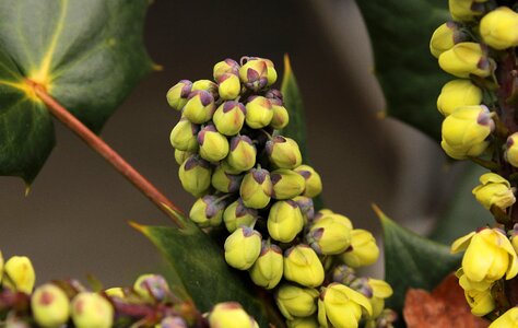 Flowering buds floral