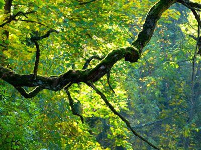 Bemoost gnarled autumn photo