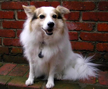 Cute stock white