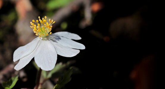 Beautiful Flowers beautiful photo blooming photo