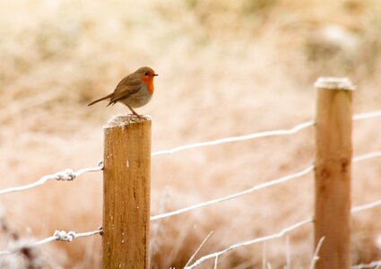 Christmas red wildlife photo