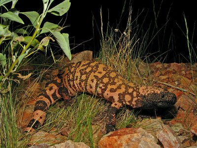 Reptile nature outside photo