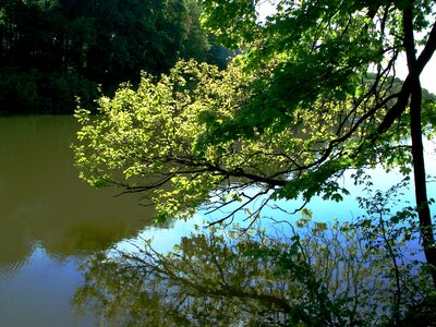 Tree water forest pond