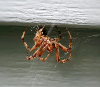 Brown house spider web weaving predator photo
