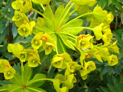 Flowers yellow italy