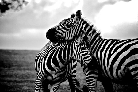 Zebra Mother and Child photo