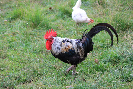 Black rooster
