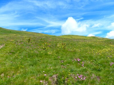 Flower meadow idyllic sky