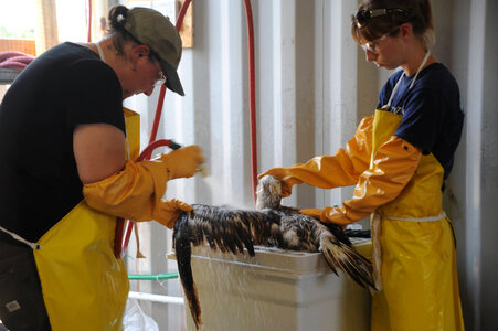 An oiled gannet is cleaned at the Theodore Oiled Wildlife Rehabilitation Center photo