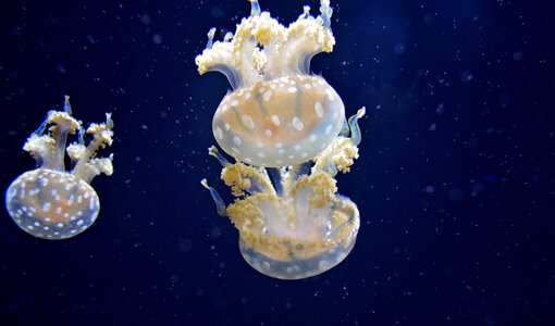 Underwater Photo of a Group of Jellyfish photo