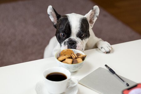 Dog Biscuits Coffee Pet photo