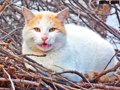 Sly cat overviews teeth felan
