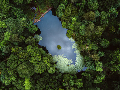Top View of Lake in the Forest photo