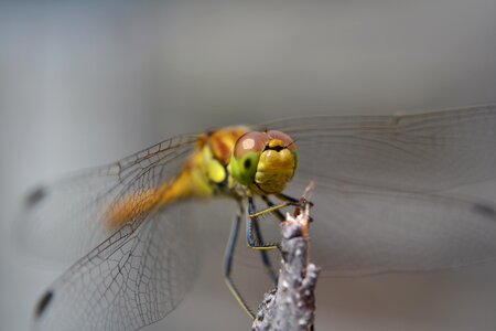 Bug macro closeup