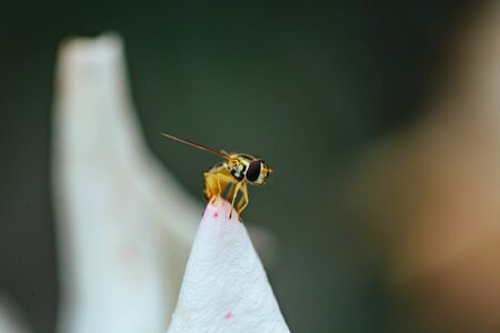 Eye eyeball insect