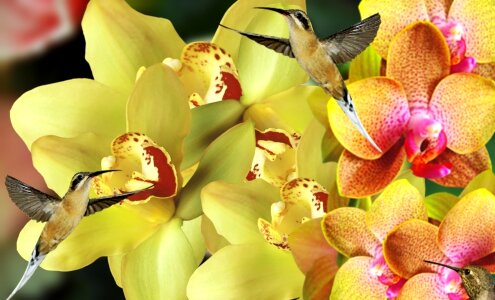 Plant nature orchids photo