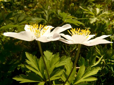 Flower blossom bloom
