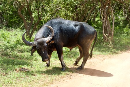 Animal big horn cows photo